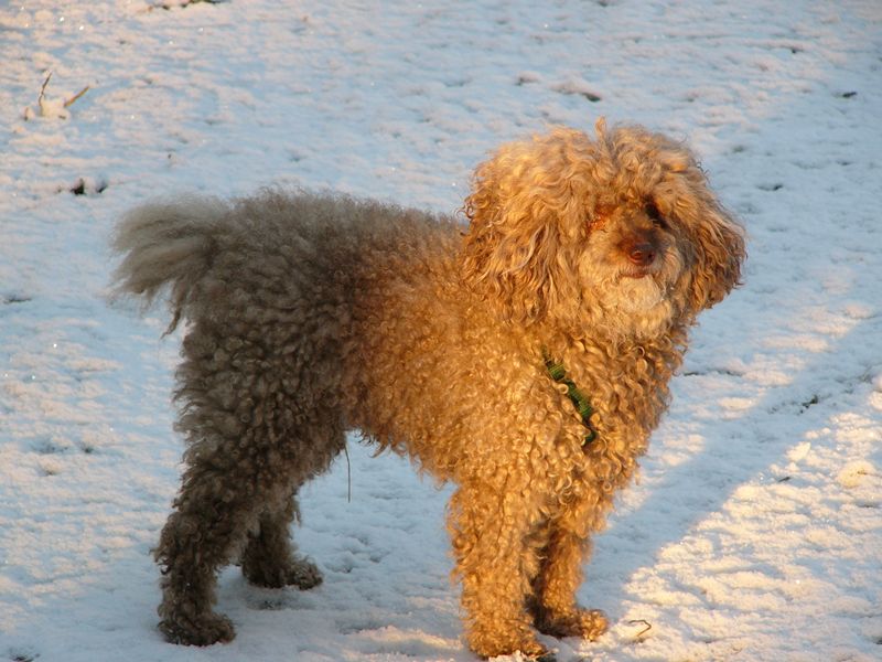 Winterbär